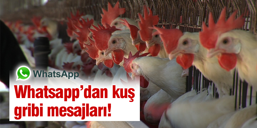 WhatsApp üzerinden kuş gribi karalaması