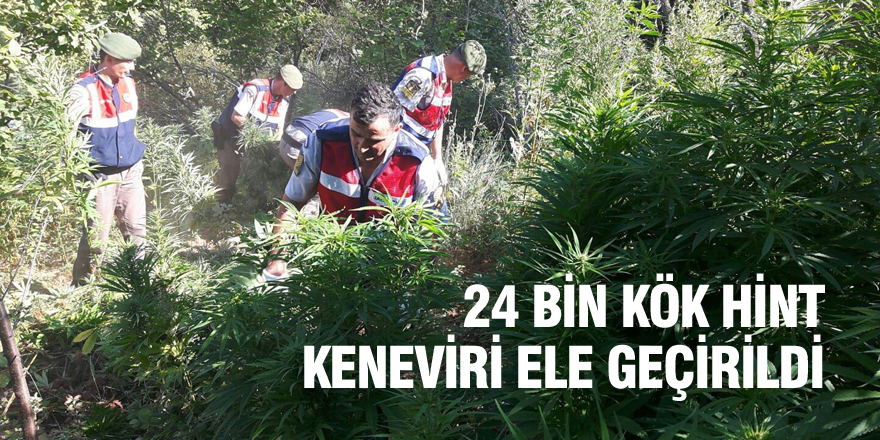 Konya’da 24 bin kök Hint keneviri ele geçirildi