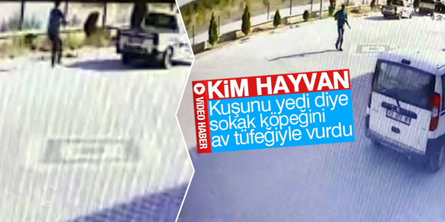 Sokak köpeğini "kuşunu yediği için" tüfekle vurmuş