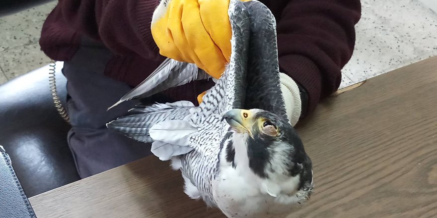 Gözü bantlanmış atmaca ve güvercinler bulundu