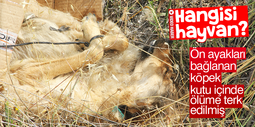 Ön ayakları bağlanan köpek kutu içinde ölüme terk edilmiş