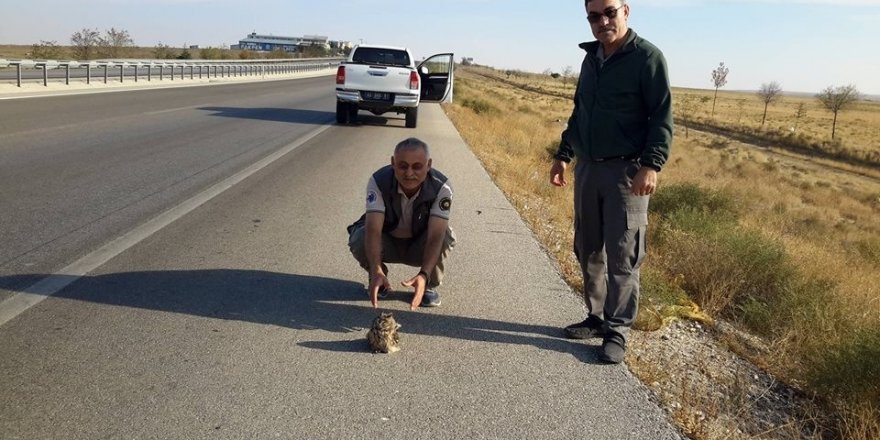 Yola çıkan uçamayan puhu kuşunu ezilmekten kurtardılar