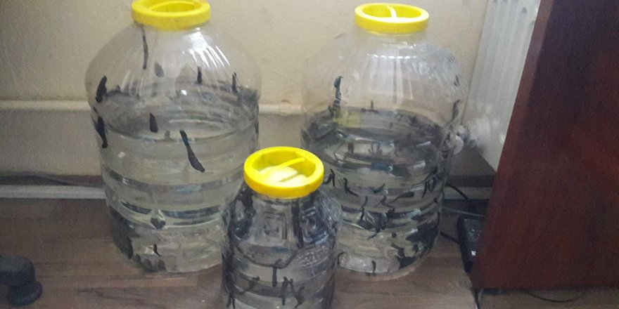 Konya’da yasa dışı sülük satısına 3 bin 966 lira ceza