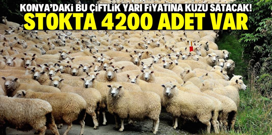 Konya'da bu çiftlik 7 bin liraya kuzu satacak! Stokta 4200 adet var 1