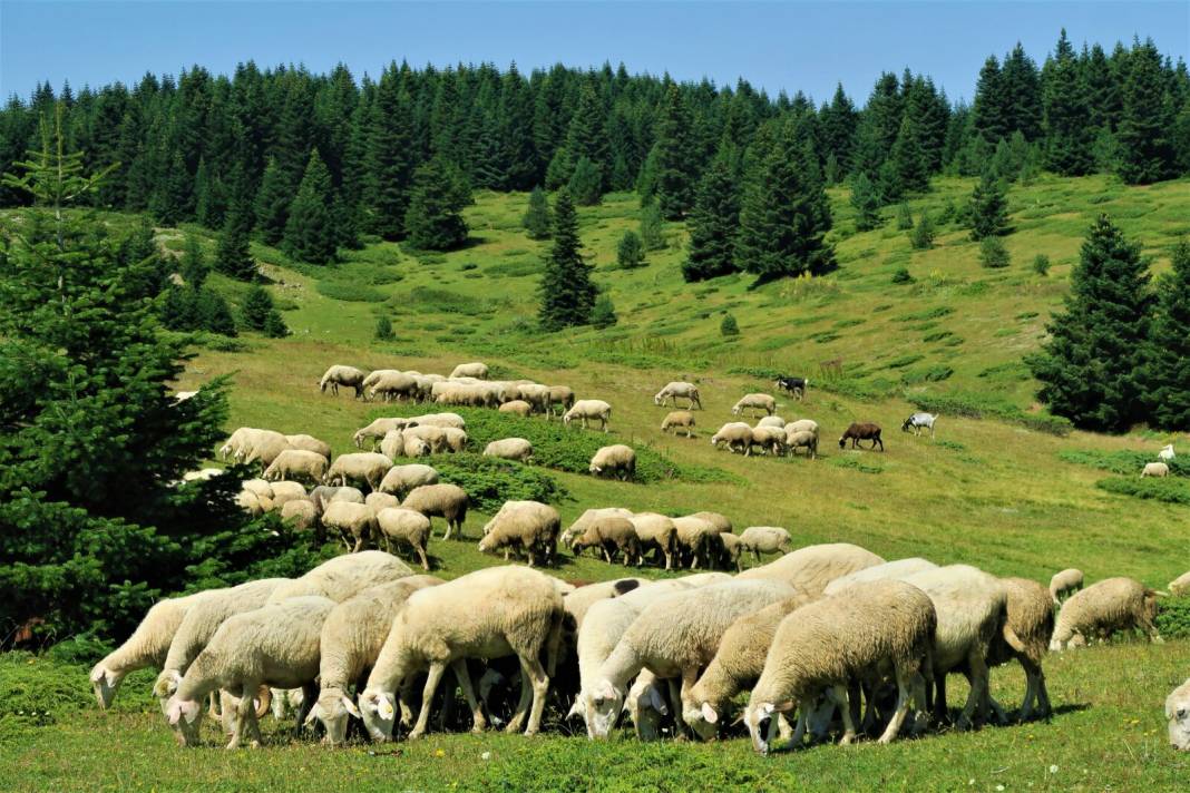 Konya'da bu çiftlik 7 bin liraya kuzu satacak! Stokta 4200 adet var 2