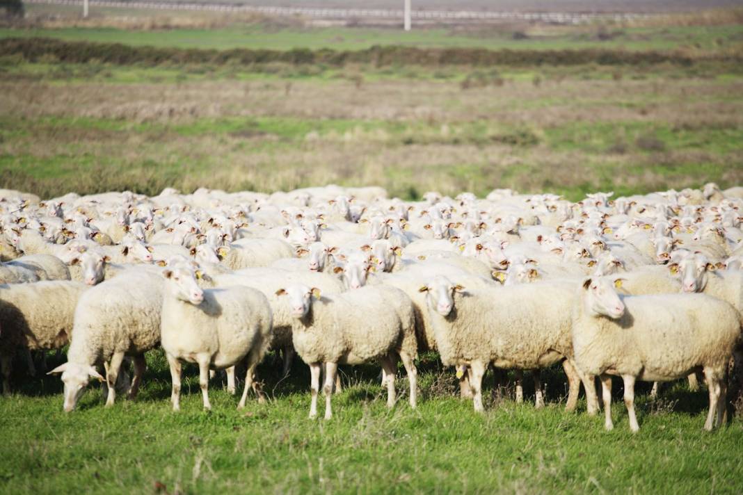 Konya'da bu çiftlik 7 bin liraya kuzu satacak! Stokta 4200 adet var 3