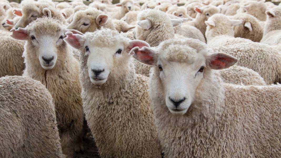 Konya'da bu çiftlik 7 bin liraya kuzu satacak! Stokta 4200 adet var 4