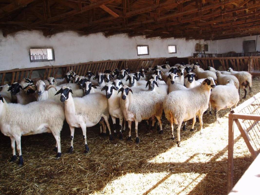 Konya'da bu çiftlik 7 bin liraya kuzu satacak! Stokta 4200 adet var 5