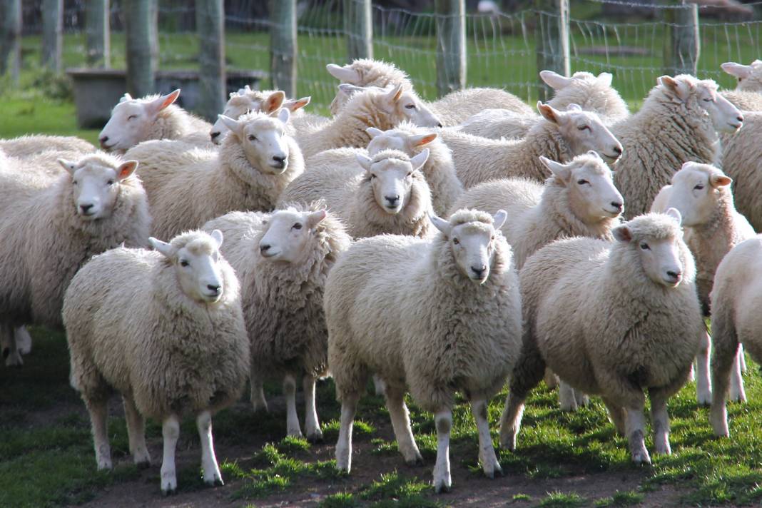 Konya'da bu çiftlik 7 bin liraya kuzu satacak! Stokta 4200 adet var 7
