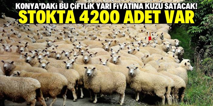 Konya'da bu çiftlik 7 bin liraya kuzu satacak! Stokta 4200 adet var