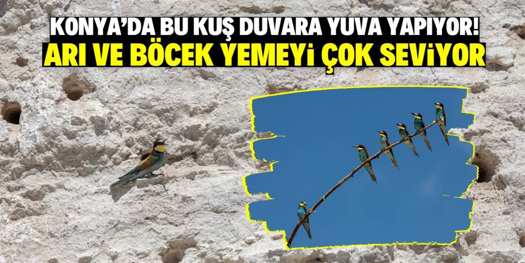 Konya'daki bu kuş türü duvarlara yuva yapıyor! Arı ve böcekle besleniyor 1