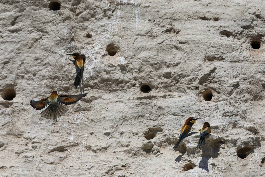 Konya'daki bu kuş türü duvarlara yuva yapıyor! Arı ve böcekle besleniyor 11