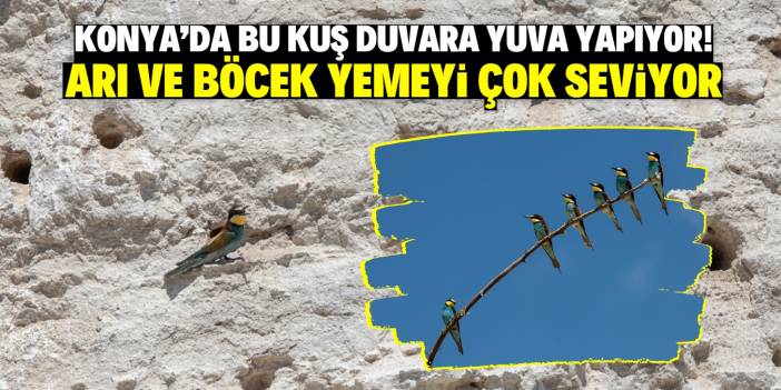 Konya'daki bu kuş türü duvarlara yuva yapıyor! Arı ve böcekle besleniyor