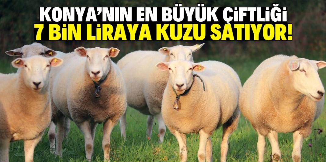 Konya'nın en büyük çiftliği 7 bin liraya kuzu satıyor! 4 bine yakın hayvan var 1