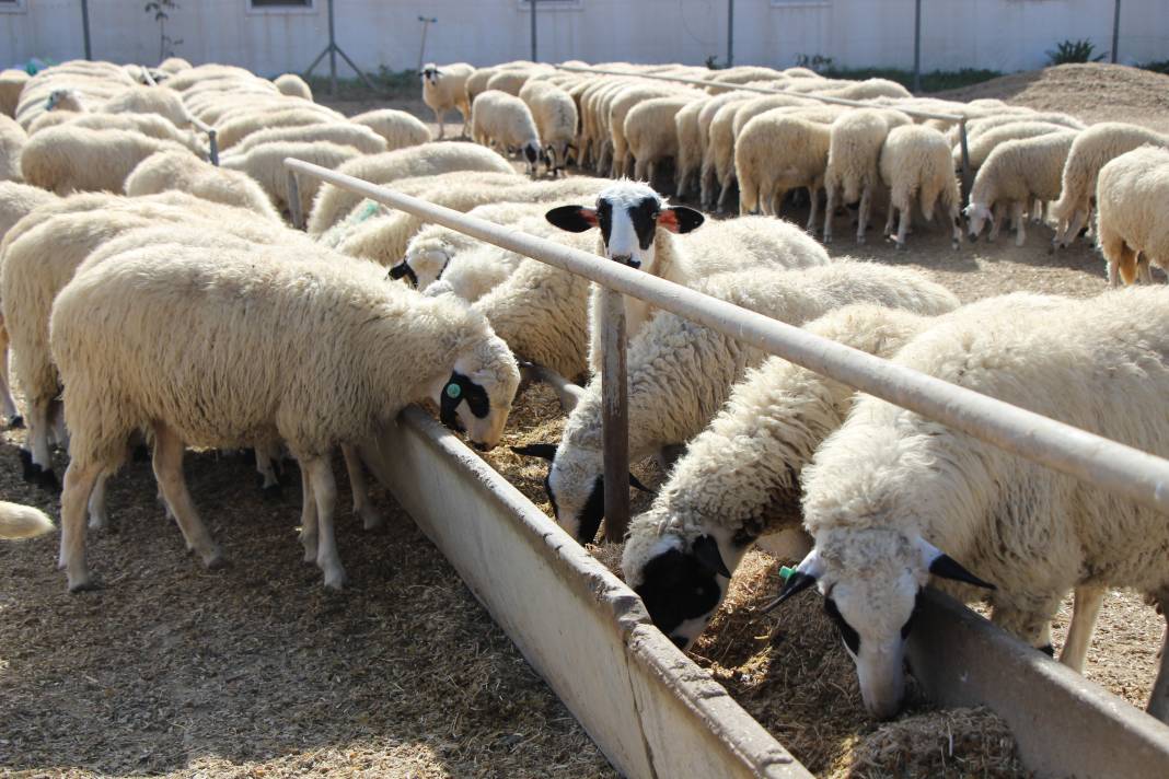 Konya'nın en büyük çiftliği 7 bin liraya kuzu satıyor! 4 bine yakın hayvan var 10