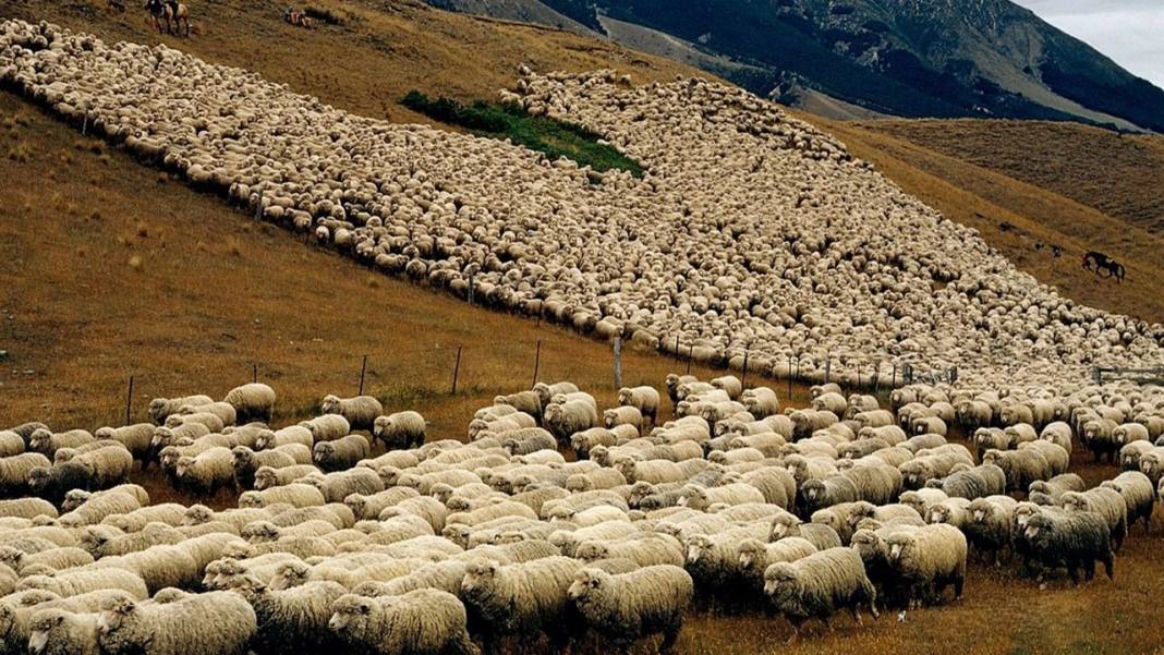 Konya'nın en büyük çiftliği 7 bin liraya kuzu satıyor! 4 bine yakın hayvan var 2