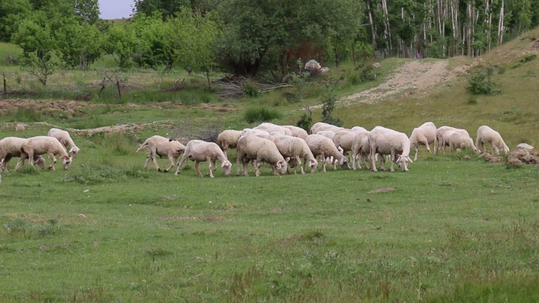 Konya'nın en büyük çiftliği 7 bin liraya kuzu satıyor! 4 bine yakın hayvan var 4