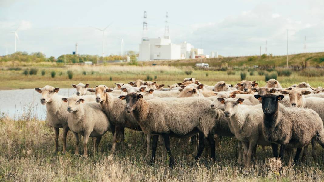 Konya'nın en büyük çiftliği 7 bin liraya kuzu satıyor! 4 bine yakın hayvan var 5