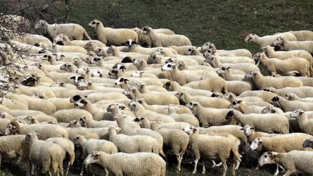 Konya'nın en büyük çiftliği 7 bin liraya kuzu satıyor! 4 bine yakın hayvan var 7