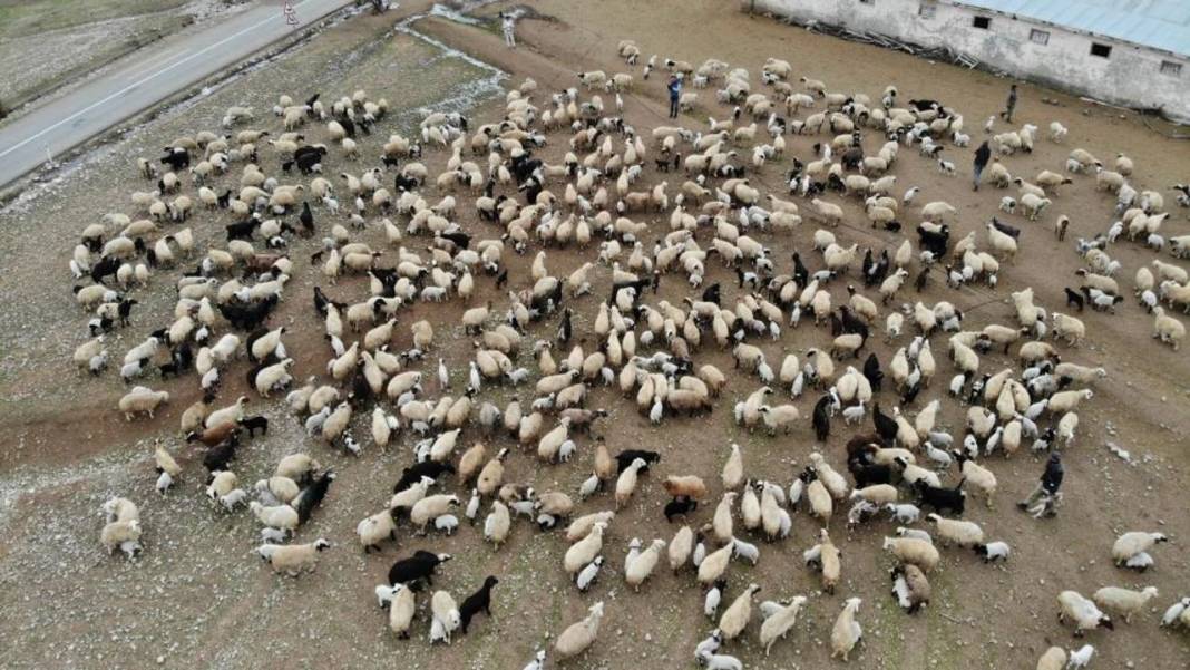 Konya'nın en büyük çiftliği 7 bin liraya kuzu satıyor! 4 bine yakın hayvan var 8