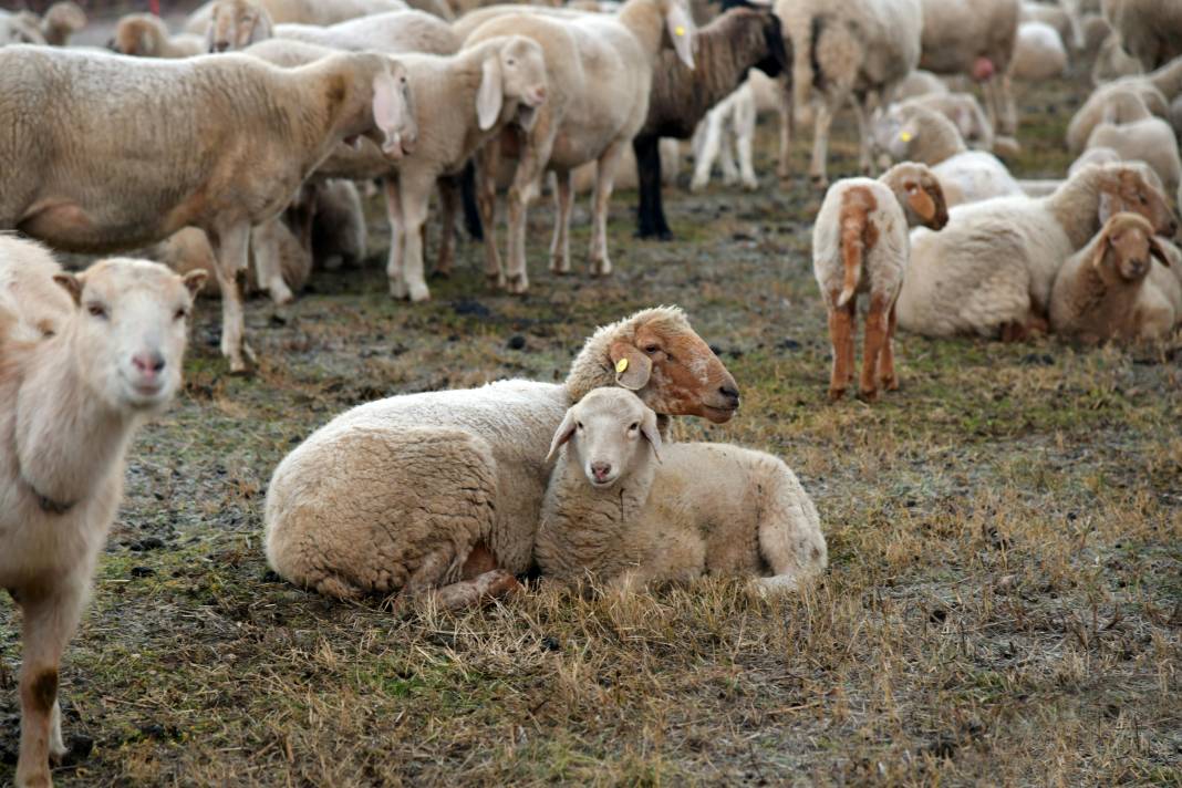 Konya'nın en büyük çiftliği 7 bin liraya kuzu satıyor! 4 bine yakın hayvan var 9