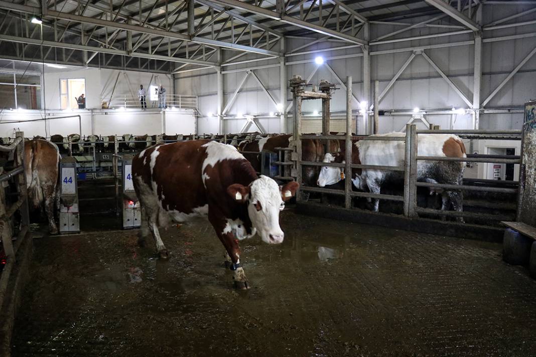 Konya'nın en büyük çiftliğinde inekler mermer yiyor! İşte gerekçesi 10