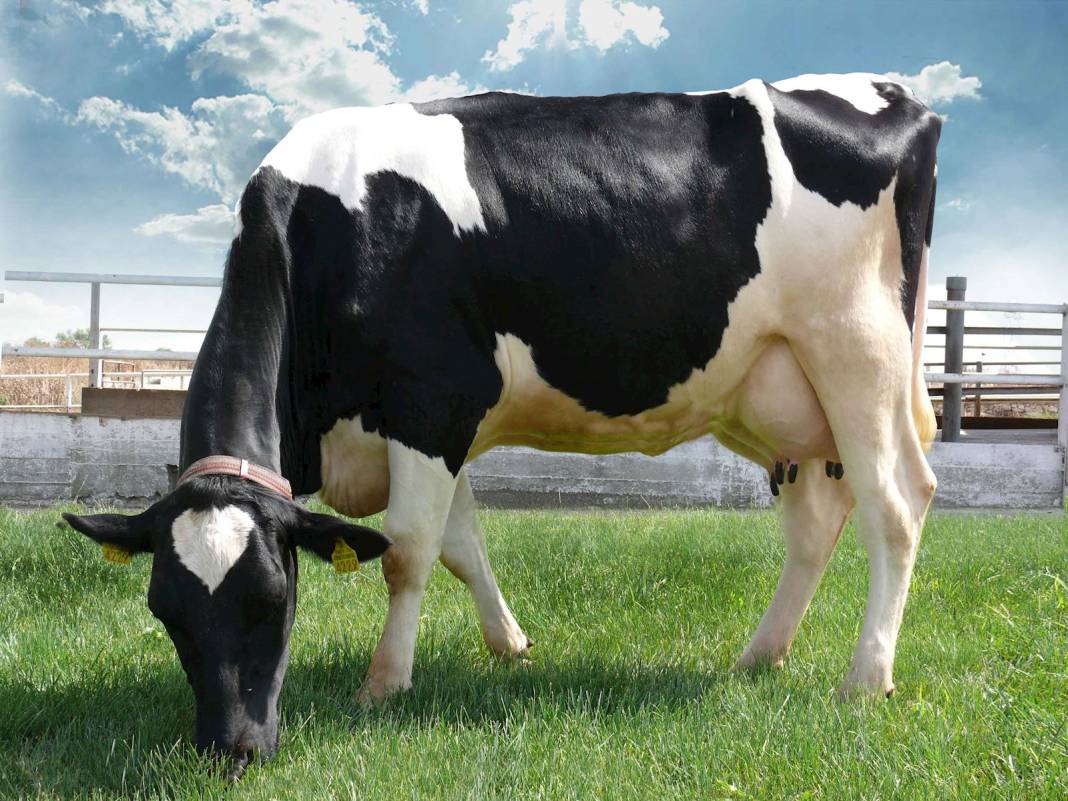 Konya'nın en büyük çiftliğinde inekler mermer yiyor! İşte gerekçesi 3