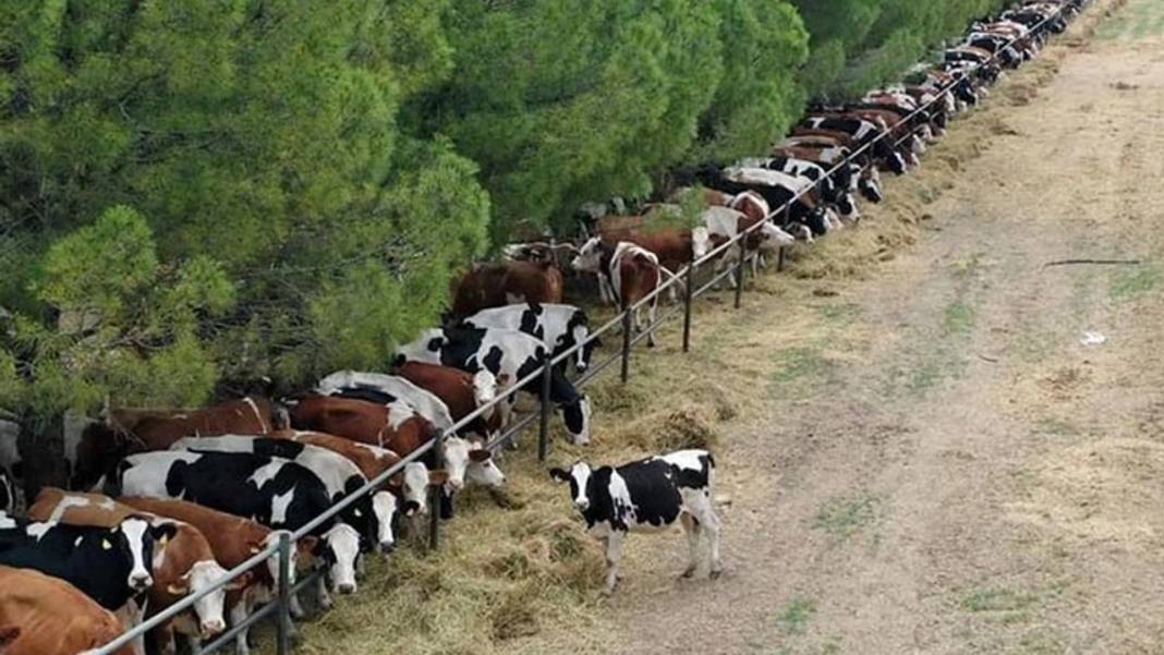 Konya'nın en büyük çiftliğinde inekler mermer yiyor! İşte gerekçesi 8