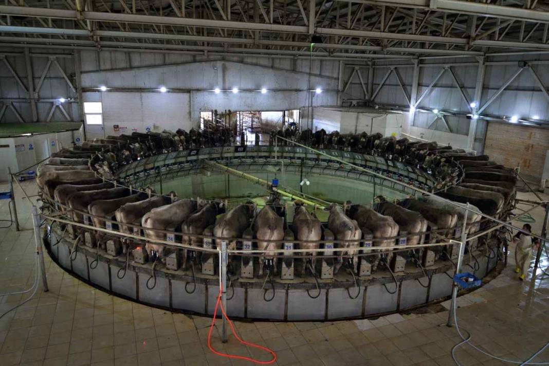 Konya'nın en büyük çiftliğinde inekler mermer yiyor! İşte gerekçesi 9