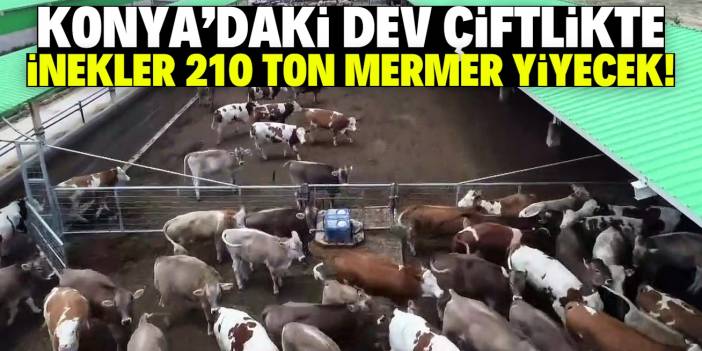 Konya'nın en büyük çiftliğinde inekler mermer yiyor! İşte gerekçesi