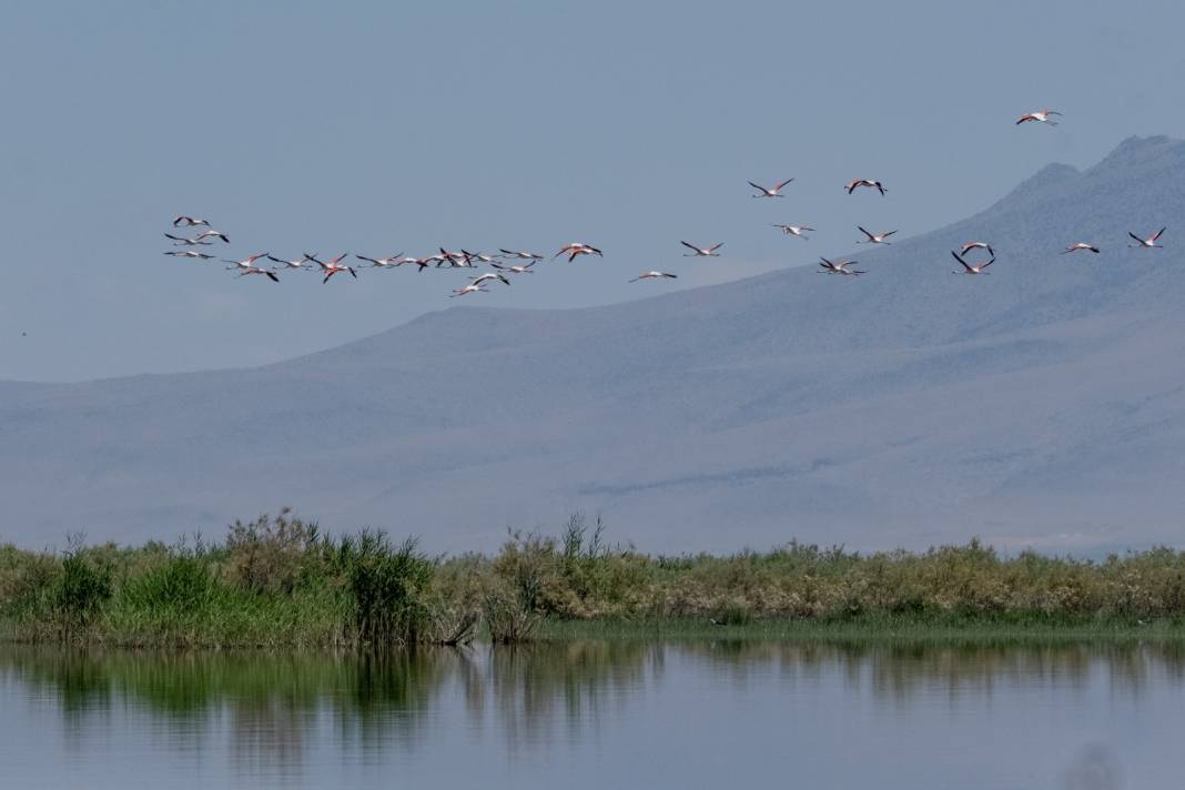 Onlarca göçmen kuş Konya'daki bu gölü tercih ediyor 2