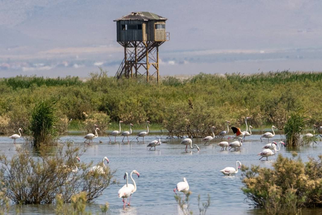 Onlarca göçmen kuş Konya'daki bu gölü tercih ediyor 4