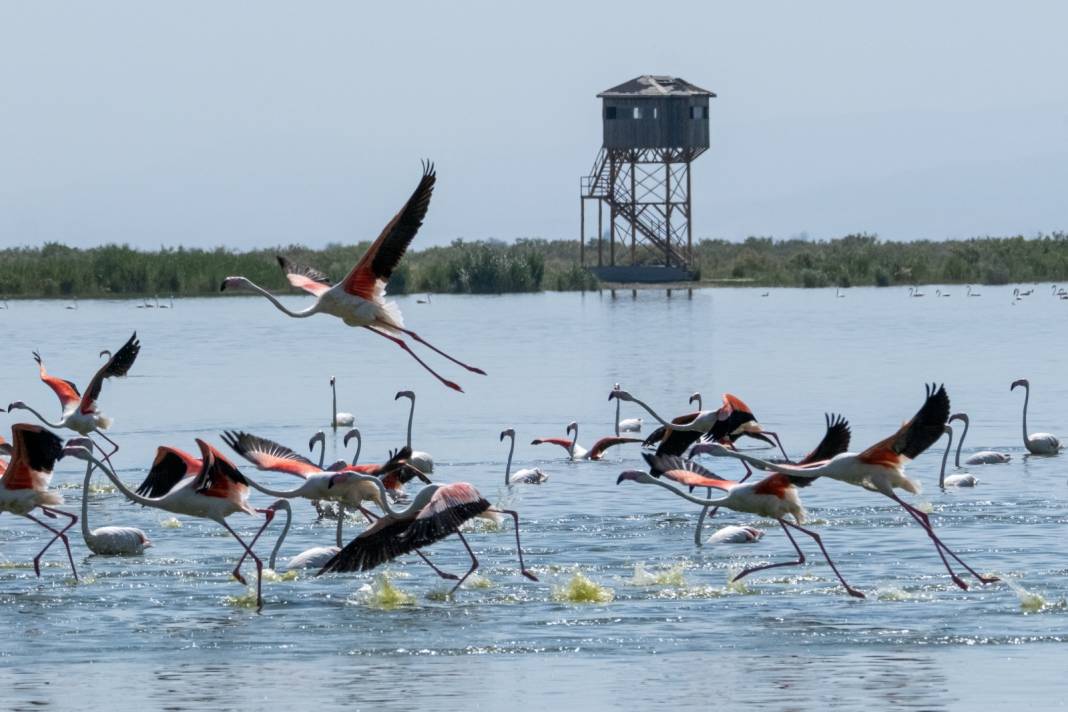 Onlarca göçmen kuş Konya'daki bu gölü tercih ediyor 6