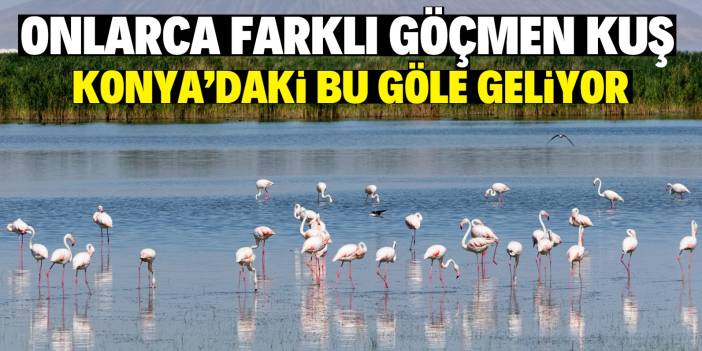Onlarca göçmen kuş Konya'daki bu gölü tercih ediyor