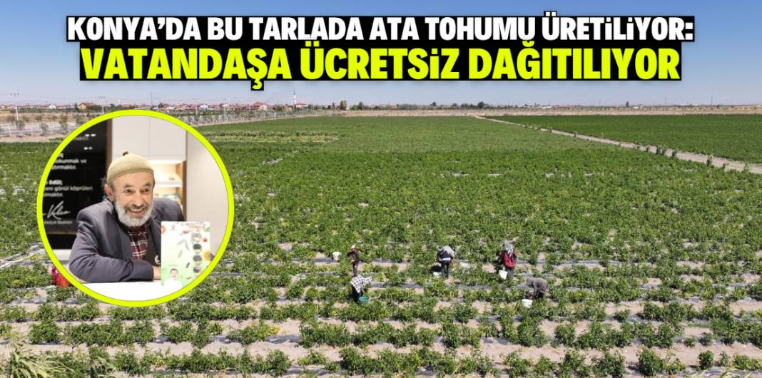 Konya'da bu konumda ata tohumu üretiliyor! Vatandaşa ücretsiz dağıtılıyor 1