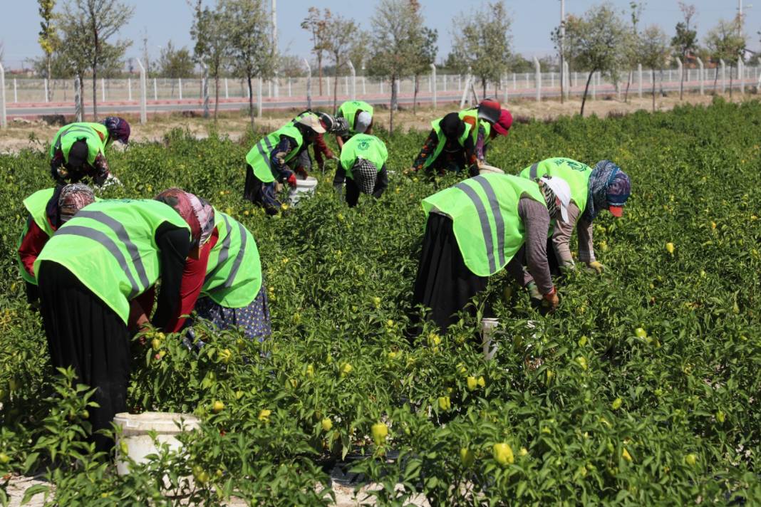 Konya'da bu konumda ata tohumu üretiliyor! Vatandaşa ücretsiz dağıtılıyor 8