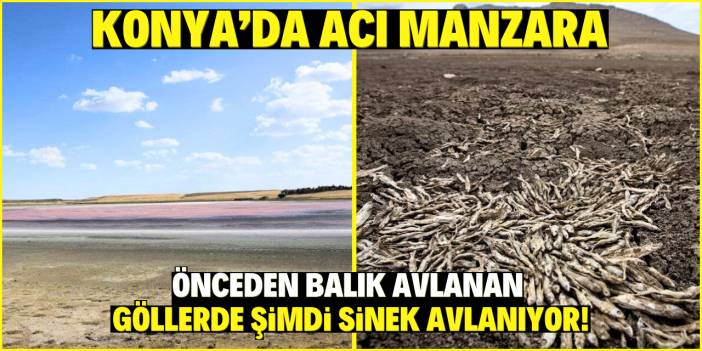 Konya’da acı manzara: Önceden balık avlanan  göllerde şimdi sinek avlanıyor!