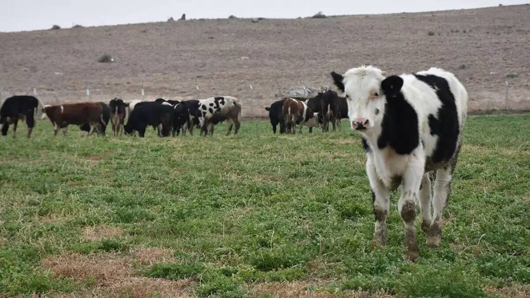 Et fiyatlarına yüzde 100 zam yolda! Sadece bir gerekçesi var 4