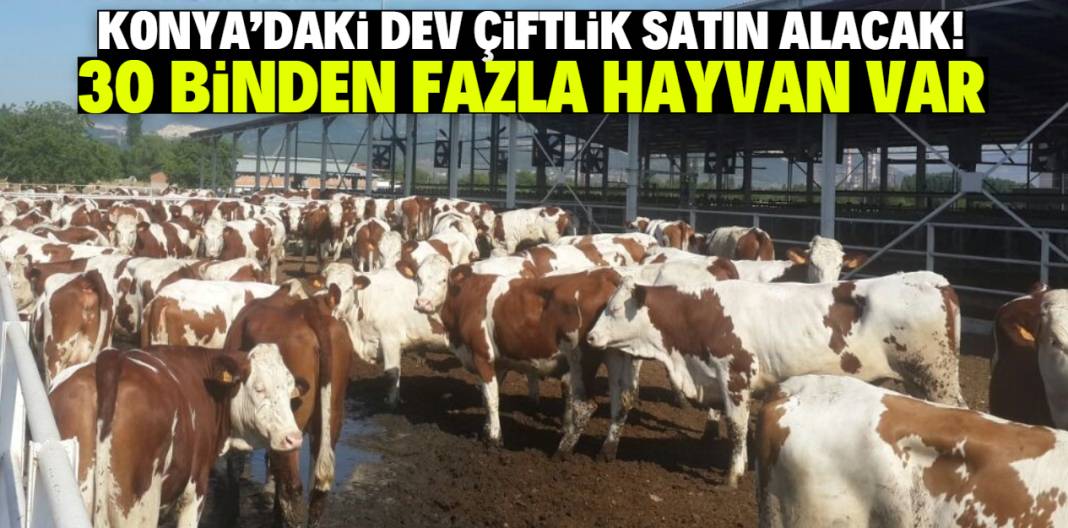Konya'nın en büyük çiftliği satın alacak! 30 binden fazla hayvan var 1