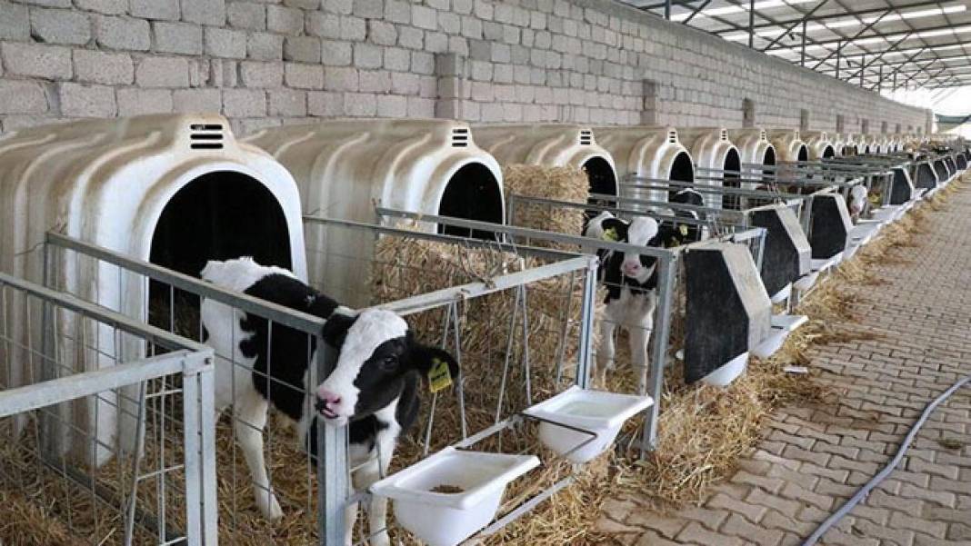 Konya'nın en büyük çiftliği satın alacak! 30 binden fazla hayvan var 6