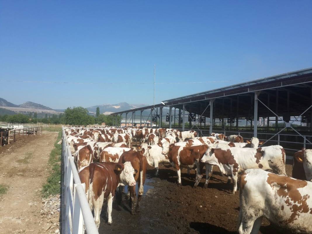 Konya'nın en büyük çiftliği satın alacak! 30 binden fazla hayvan var 7