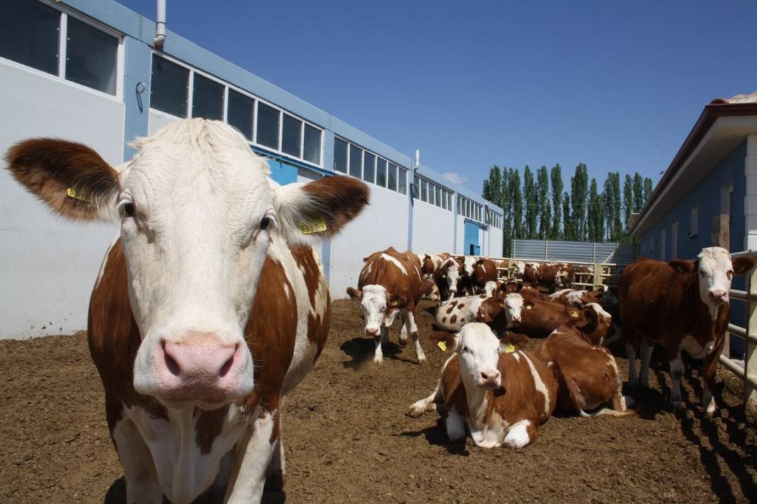 Konya'nın en büyük çiftliği satın alacak! 30 binden fazla hayvan var 8