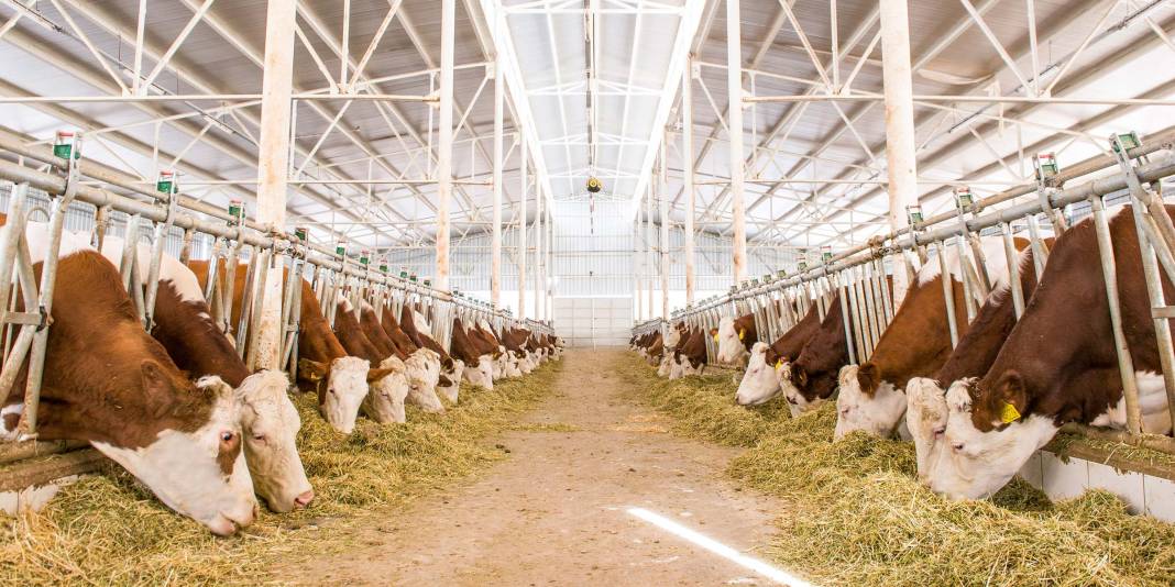 Konya'nın en büyük çiftliği satın alacak! 30 binden fazla hayvan var 9