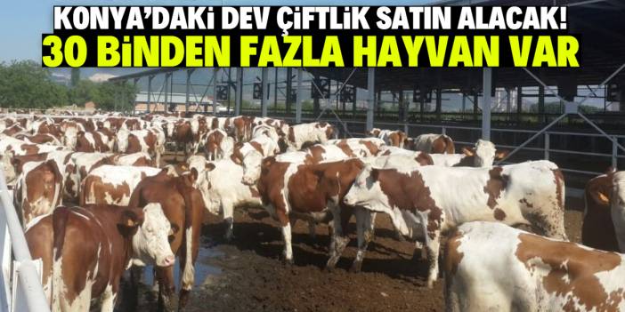 Konya'nın en büyük çiftliği satın alacak! 30 binden fazla hayvan var