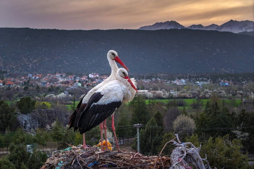 Konya'nın ilçesinde leylekler yumurtladı! Kuluçka dönemi başladı 1