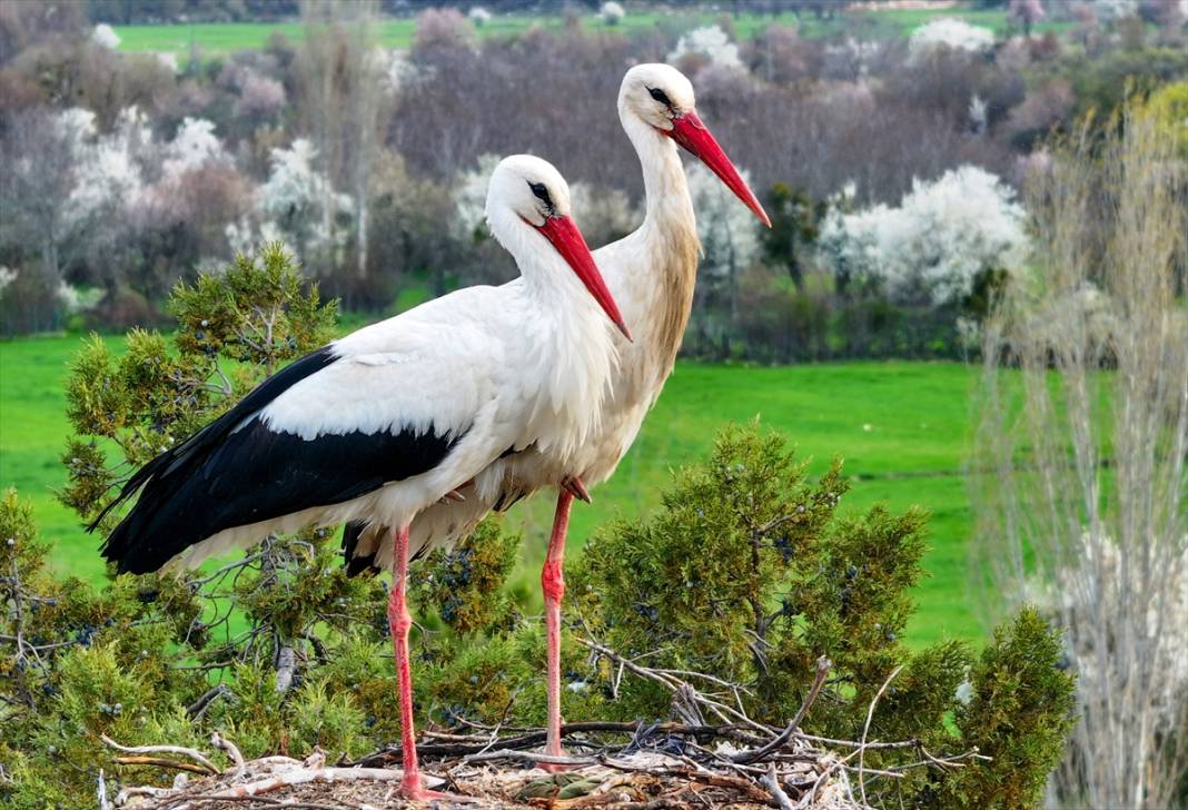 Konya'nın ilçesinde leylekler yumurtladı! Kuluçka dönemi başladı 2