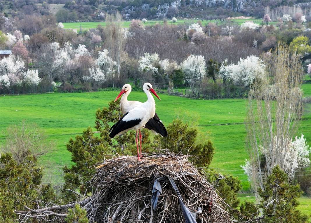Konya'nın ilçesinde leylekler yumurtladı! Kuluçka dönemi başladı 3
