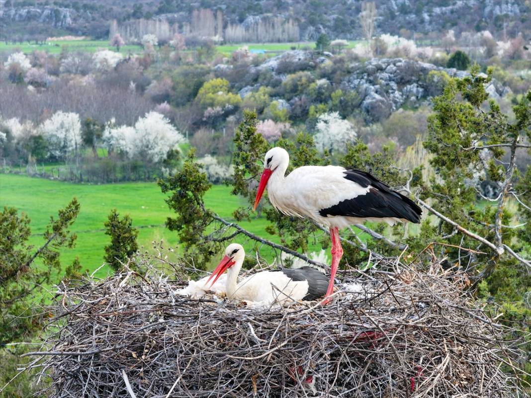 Konya'nın ilçesinde leylekler yumurtladı! Kuluçka dönemi başladı 4