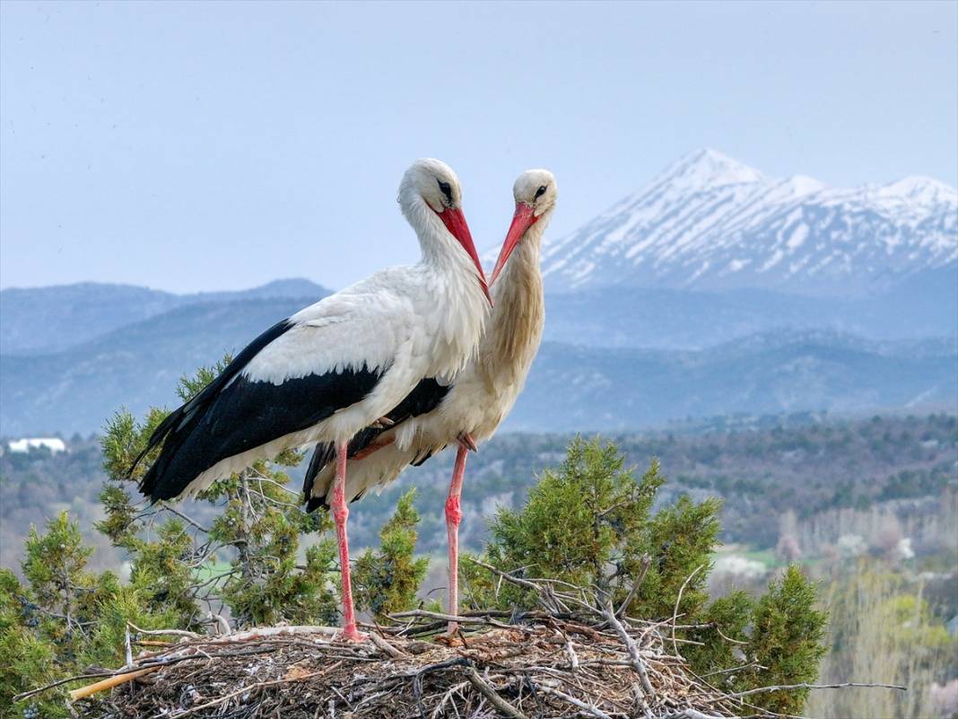 Konya'nın ilçesinde leylekler yumurtladı! Kuluçka dönemi başladı 5