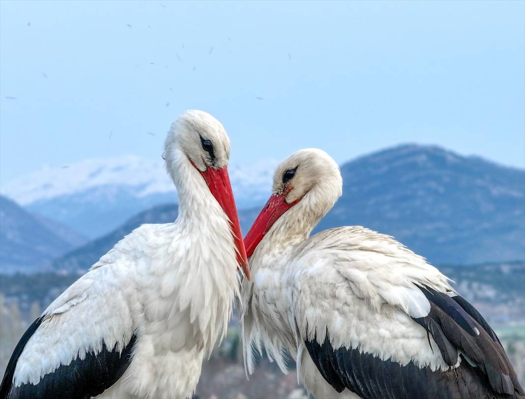 Konya'nın ilçesinde leylekler yumurtladı! Kuluçka dönemi başladı 6